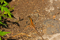 Gallotia caesaris gomerae