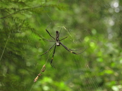 Trichonephila clavipes