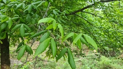 Acer negundo texanum