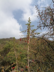 Condalia velutina