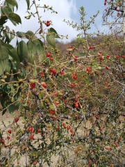 Condalia velutina