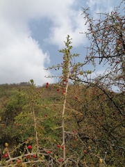 Condalia velutina