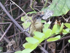 Picumnus olivaceus