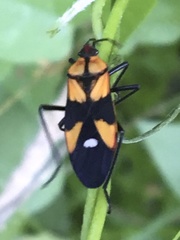 Oncopeltus spectabilis