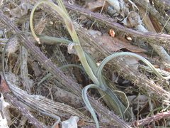 Tillandsia intermedia