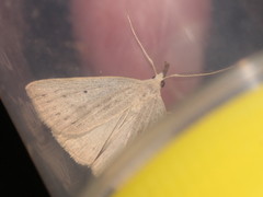 Macrochilo cribrumalis