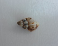 Fasciolariidae