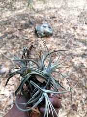 Tillandsia lepidosepala