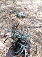 Tillandsia lepidosepala