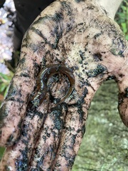 Pseudotriton montanus montanus