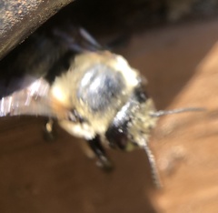 Megachile mucida