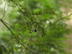 Trichonephila clavipes