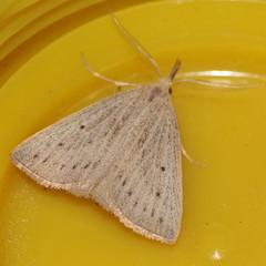 Macrochilo cribrumalis