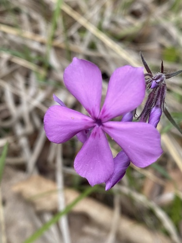 Downy phlox (Phlox pilosa)