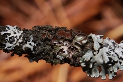 Tuckermanella fendleri