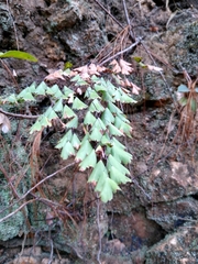 Adiantum andicola