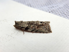 Calathusa basicunea