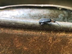 Calochromus perfacetus