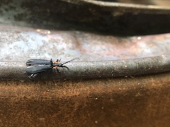 Calochromus perfacetus