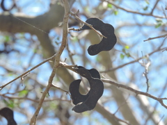 Microlobius foetidus