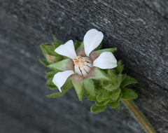 Horkelia cuneata puberula