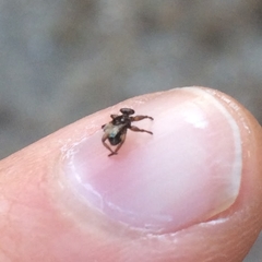 Lipoptena depressa