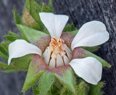 Horkelia cuneata puberula