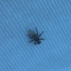 Lipoptena depressa