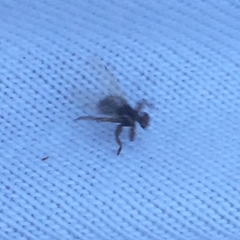 Lipoptena depressa
