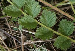 Horkelia cuneata puberula