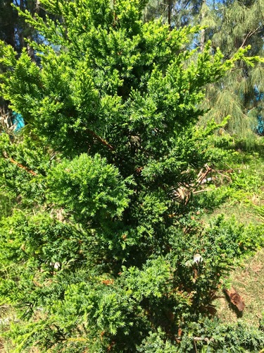 Bermuda Juniper (Juniperus bermudiana)