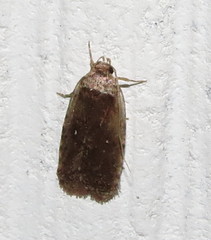 Agonopterix argillacea