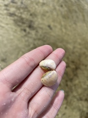 Laevicardium mortoni