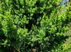 Juniperus bermudiana