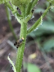 Tephritis stigmatica