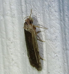 Agonopterix argillacea