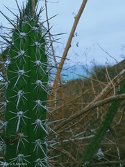 Praecereus euchlorus