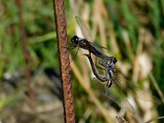 Tramea cophysa