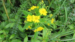 Senecio rufiglandulosus