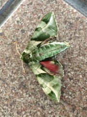 Callambulyx tatarinovii