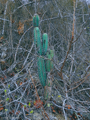Armatocereus cartwrightianus