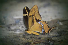 Heraclides aristodemus