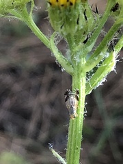 Tephritis stigmatica