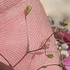 Nemacladus parikhiae