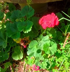 Pelargonium × hybridum