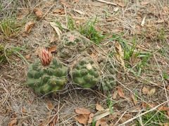 Coryphantha ottonis
