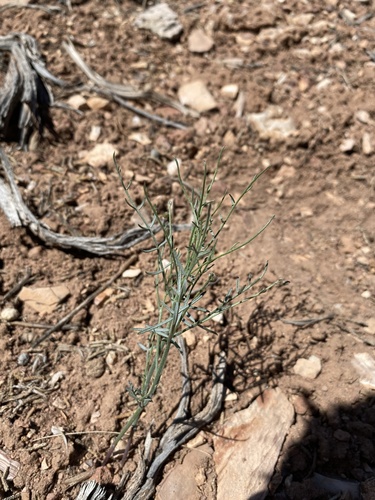 Astragalus convallarius var. finitimus