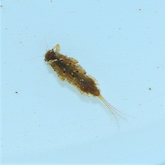 Eurylophella bicolor