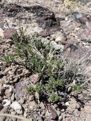 Artemisia pygmaea