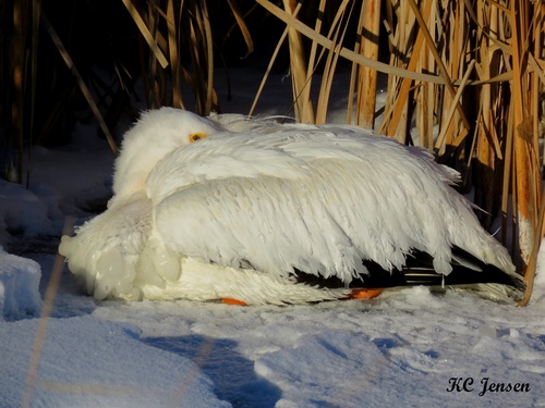 American White Pelican photographed in South Dakota